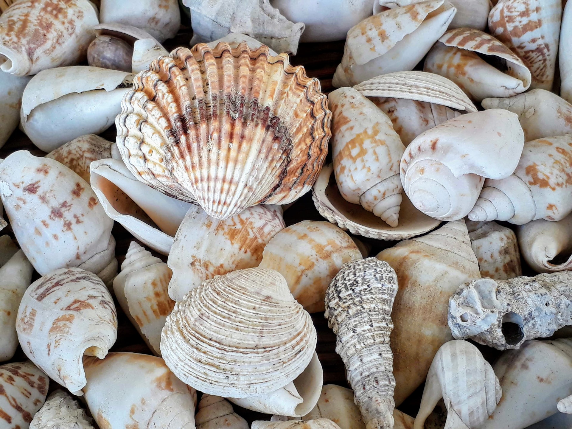 ../../_images/seashell.jpg